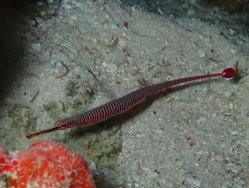 Dunckerocampus multiannulatus observed 2023-12-21