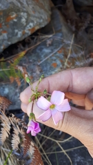 Oxalis bifida