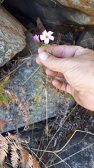 Oxalis bifida