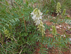 Astragalus racemosus