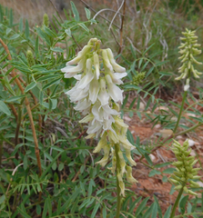 Astragalus racemosus