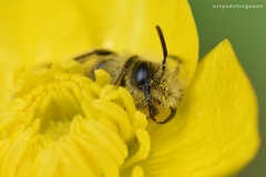 Andrena ranunculi