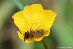 Andrena ranunculi