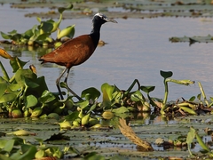Madagascar Jacana photo 2