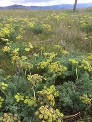 Lomatium macrocarpum