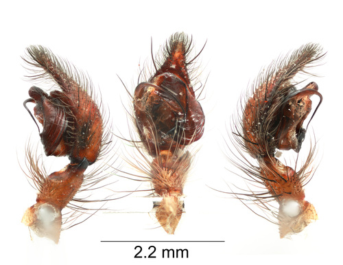 Pievinis kampavoris nuotrauka