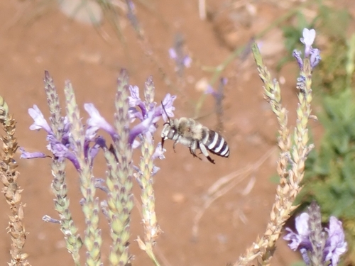 Four-striped Digger Bee