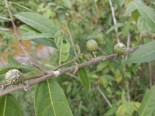 Ficus heterophylla (Ficus heterophylla)