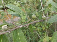 Ficus heterophylla