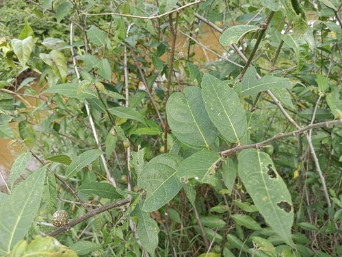 Image of Ficus heterophylla by (c) renjus box, some rights reserved (CC BY)