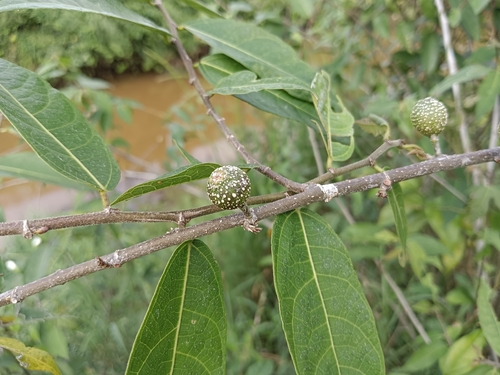 Ficus heterophylla, photograph 3