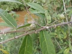 Ficus heterophylla, photograph (c) renjus box, some rights reserved (CC BY)