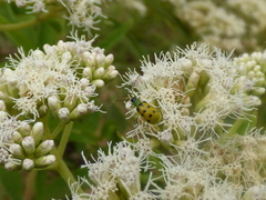 Diabrotica decempunctata