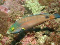 Symphodus mediterraneus