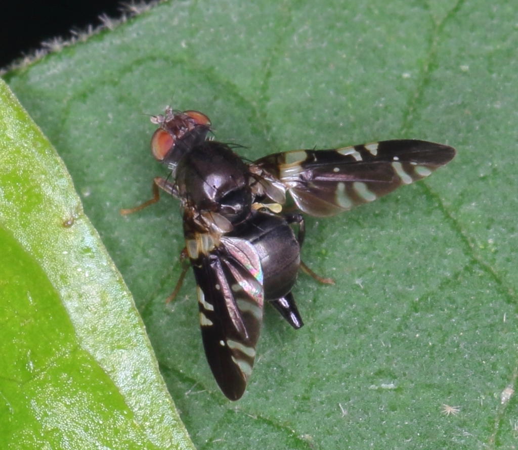 Pediapelta