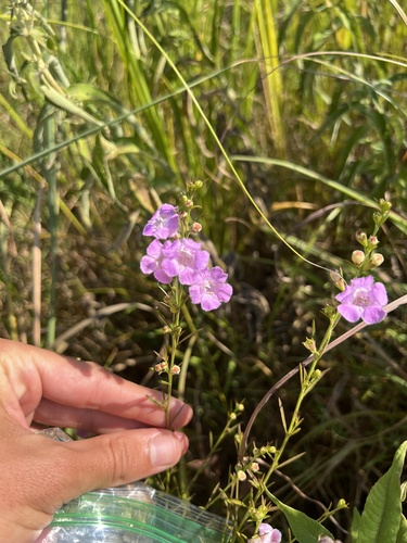 Image of Agalinis fasciculata by (c) Nathan Aaron, some rights reserved (CC BY)