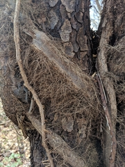 Toxicodendron radicans