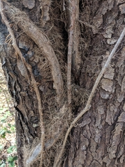 Toxicodendron radicans
