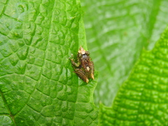 Pristimantis appendiculatus