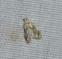 Glaphyria basiflavalis