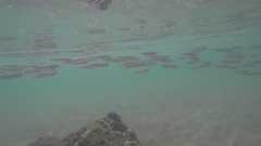 Atherinomorus lacunosus