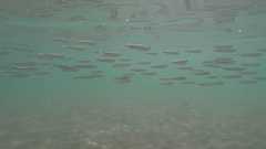 Atherinomorus lacunosus