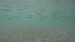 Atherinomorus lacunosus