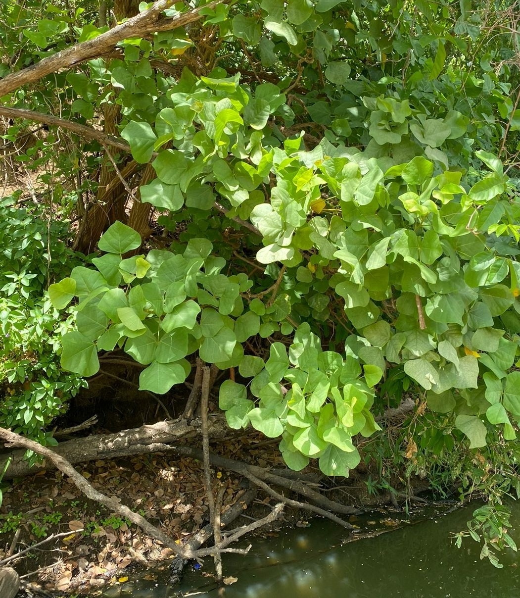 Erythrina velutina