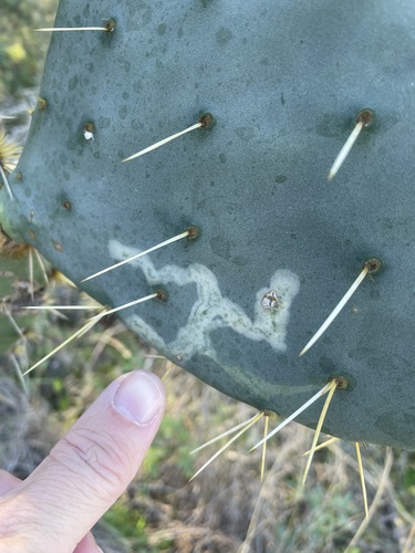 Opuntia Leaf Miner photo 2