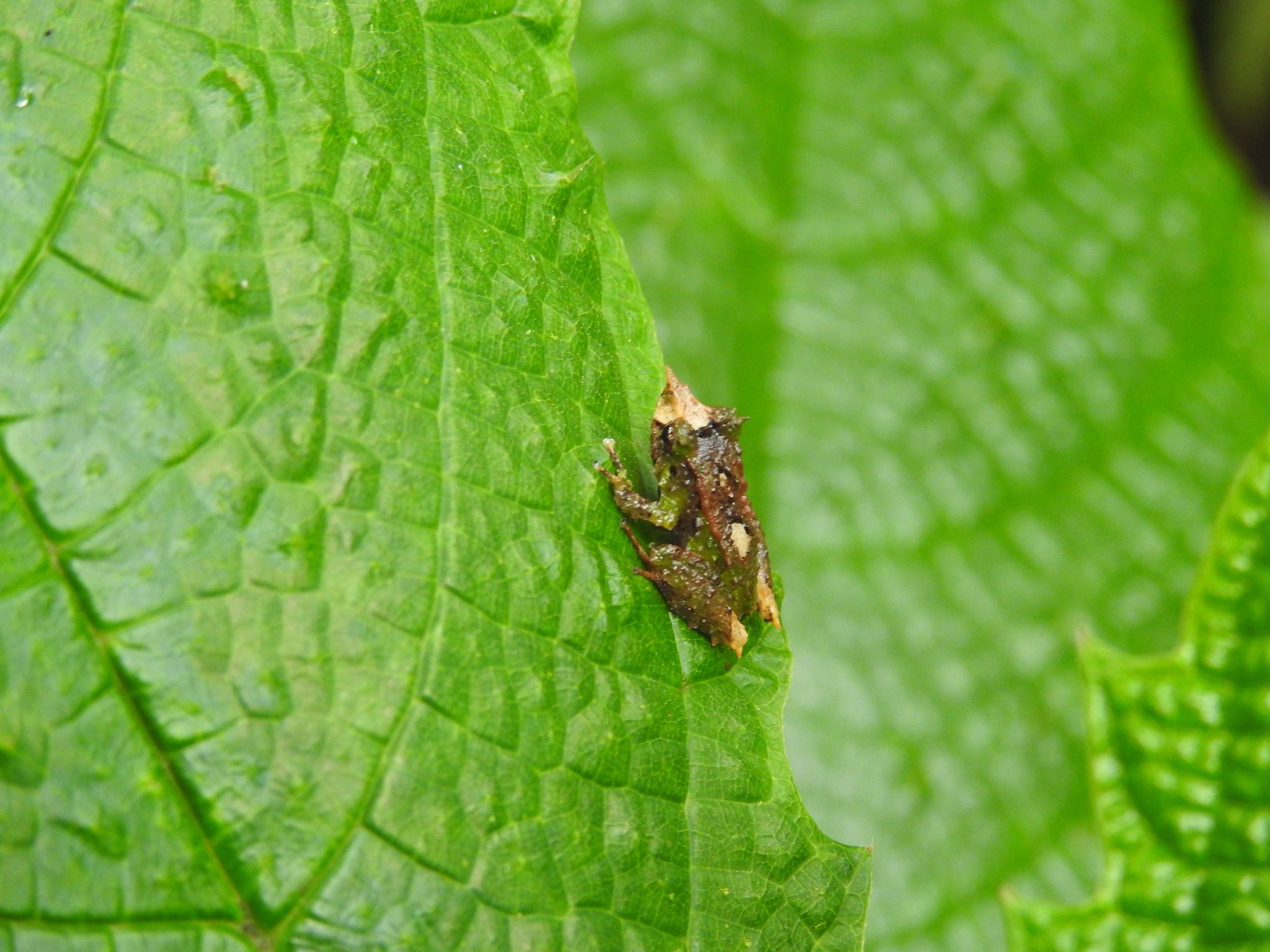Pristimantis appendiculatus (Werner, 1894)