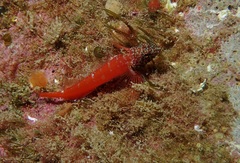 Tripterygion melanurus