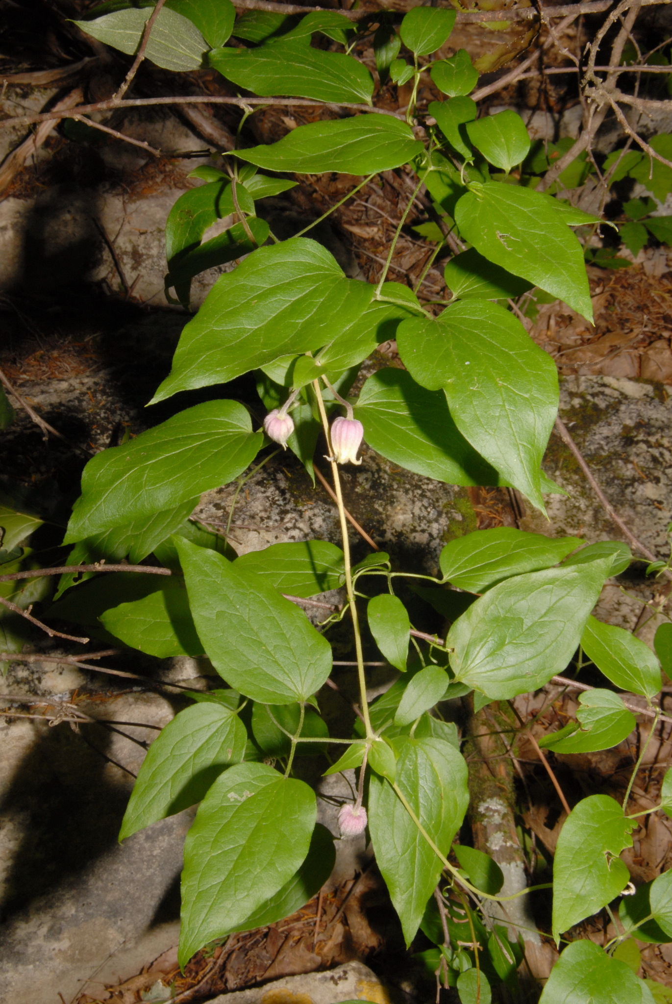 Clematis morefieldii