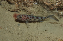 Thorogobius ephippiatus