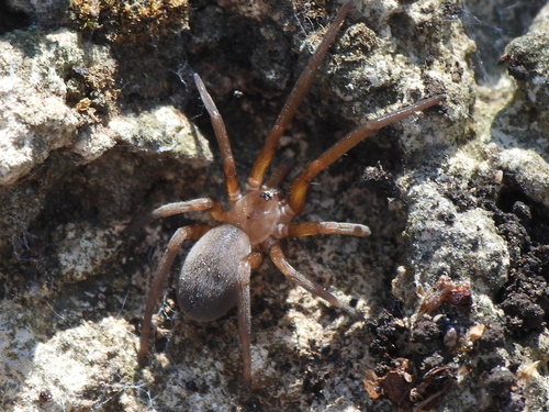 Arizona black hole spider photo 3