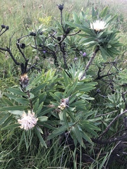 Protea gaguedi