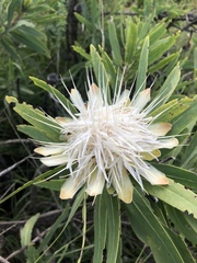 Protea gaguedi