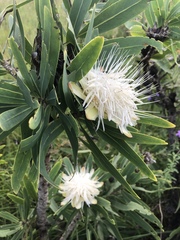 Protea gaguedi