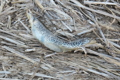 Chalcides ocellatus