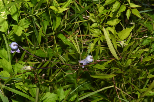 Image of Clematis socialis by (c) Brian Finzel, some rights reserved (CC BY-SA)