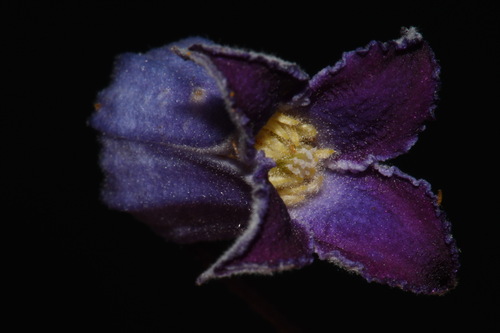 Image of Clematis socialis by (c) Brian Finzel, some rights reserved (CC BY-SA)