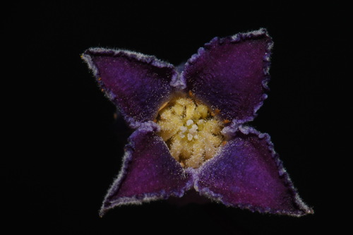 Image of Clematis socialis by (c) Brian Finzel, some rights reserved (CC BY-SA)