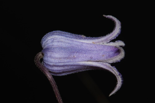 Image of Clematis socialis by (c) Brian Finzel, some rights reserved (CC BY-SA)