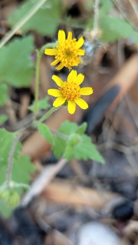Image of Perityle californica by no rights reserved