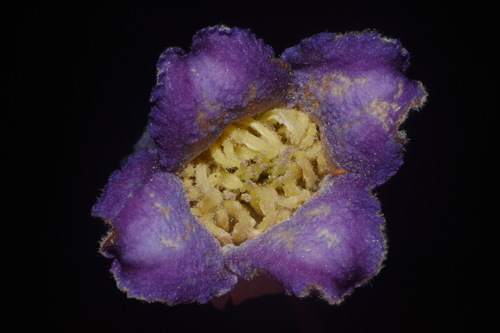 Image of Clematis socialis by (c) Brian Finzel, some rights reserved (CC BY-SA)