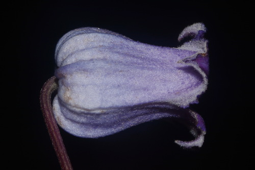 Image of Clematis socialis by (c) Brian Finzel, some rights reserved (CC BY-SA)