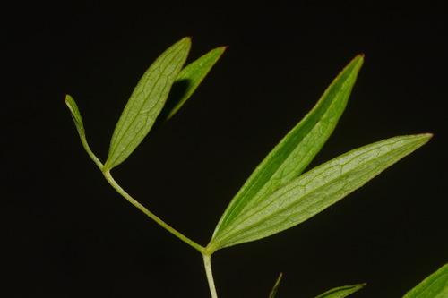 Image of Clematis socialis by (c) Brian Finzel, some rights reserved (CC BY-SA)