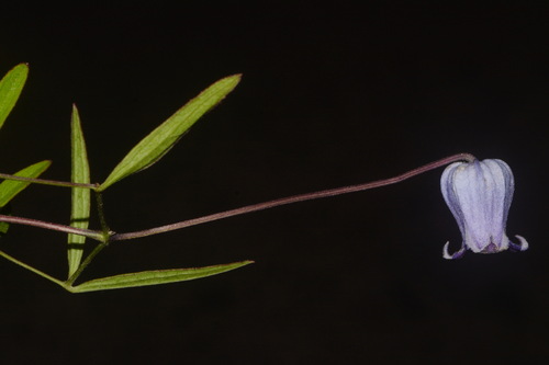 Clematis socialis, photograph 6