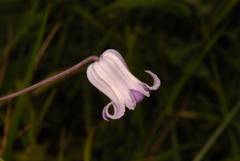 Clematis socialis, photograph (c) Brian Finzel, some rights reserved (CC BY-SA)