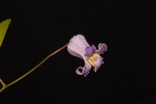 Image of Clematis socialis by (c) Brian Finzel, some rights reserved (CC BY-SA)
