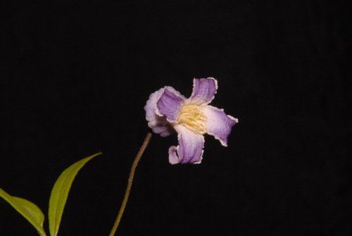 Clematis socialis, photograph 4
